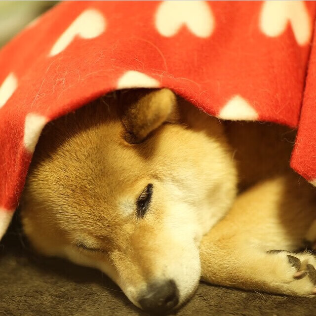 九游APP官网-亚冠淘汰赛焦点战吸引数百万观众关注，2021亚冠淘汰赛规则