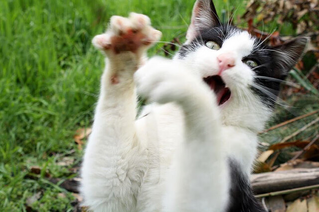 教练临场指挥对比赛影响有多大，教练的指挥