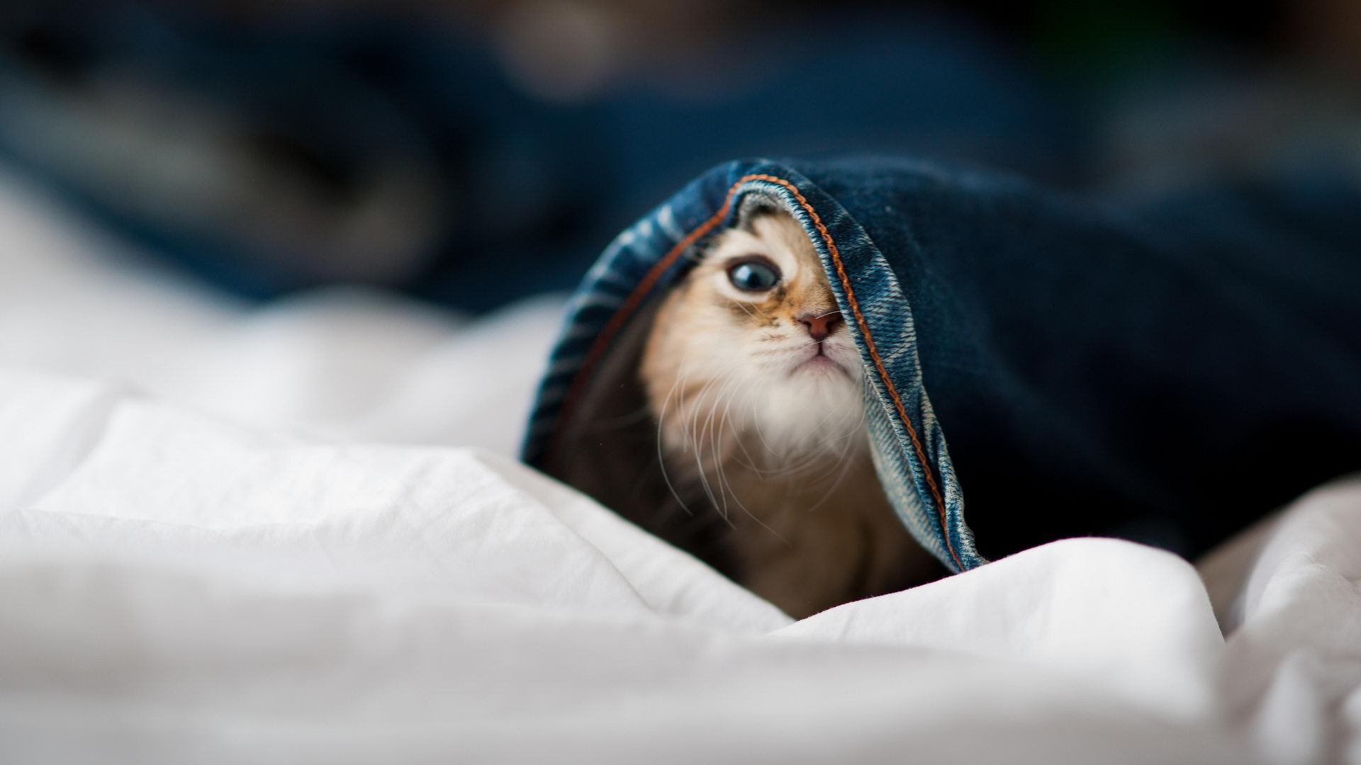 美男队蝉联混合泳冠军六连冠，男子混合泳亚军