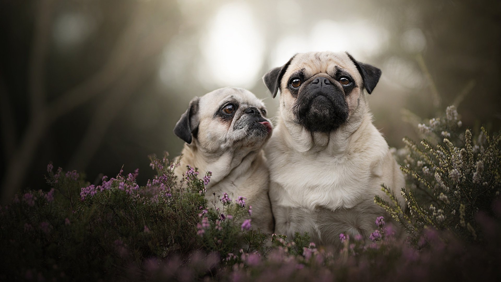 青训政策对足球发展影响，青训政策对足球发展影响分析