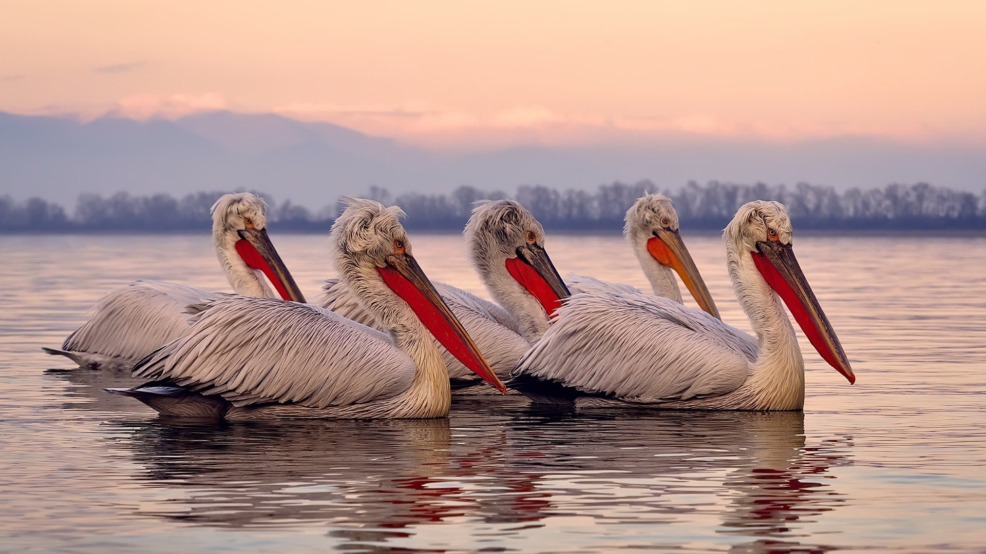 九游APP官网-CBA联赛优化观众服务体验提升赛事吸引力，cba有观众