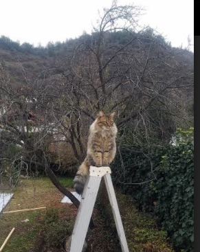 托里·哈斯克突破自我刷新纪录，哈里斯托克曼发表的